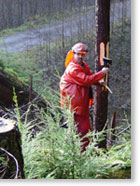 British Columbia Coastal Forestry